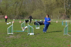Hundesport Hundesport