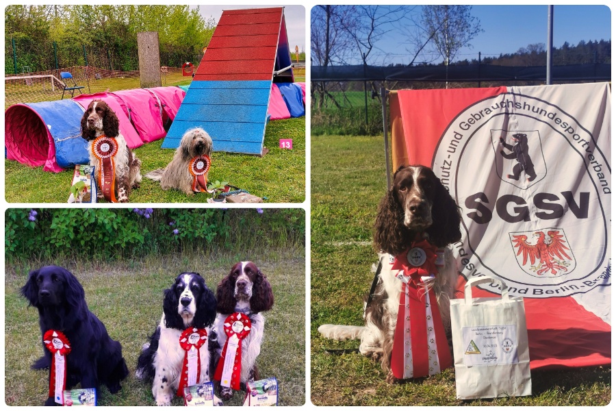 Landesmeisterschaften im SGSV Landesverband Berlin-Brandenburg